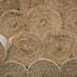 The Hayseed logo